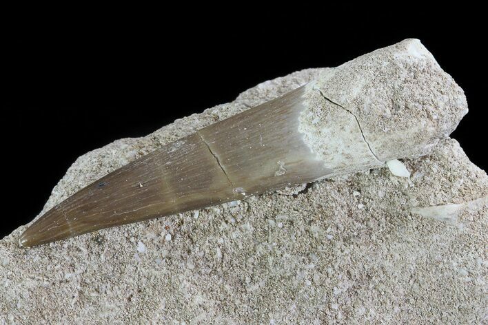 Bargain, Fossil Plesiosaur (Zarafasaura) Tooth In Rock - Morocco #73612